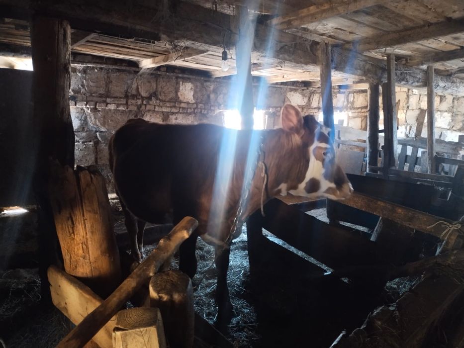 2 годовалые телки