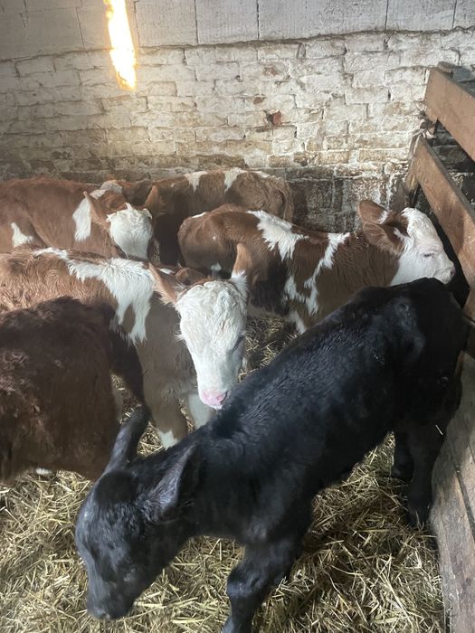 Vitei baltati de vanzare