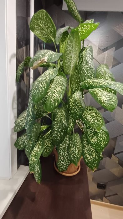 Продам комнатный цветок диффенбахия