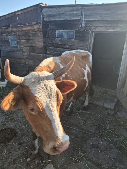 Продам две коровы