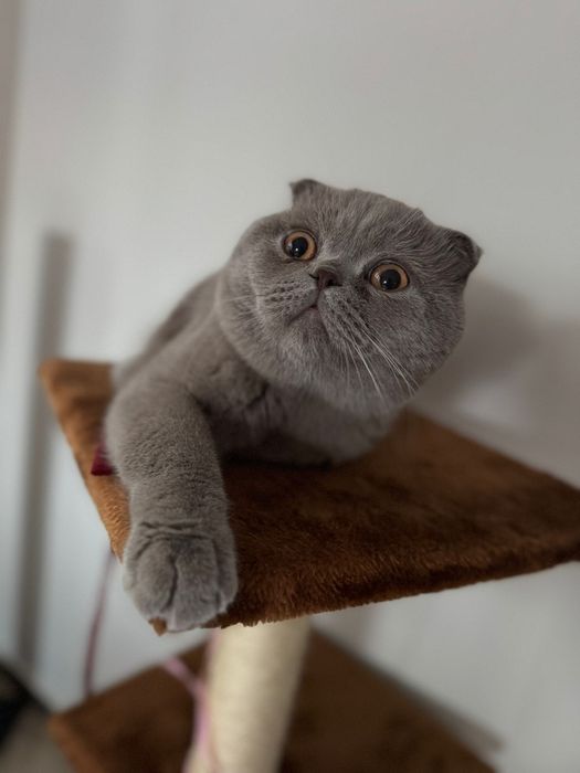 Scottish Fold Lilac – Motan pentru montă