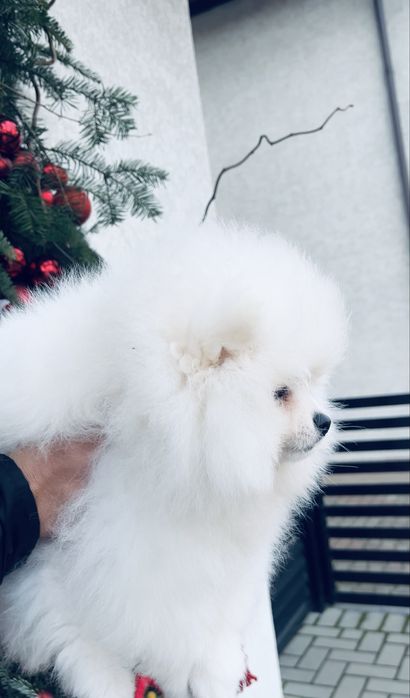 Pomeranian mini shpitz  ALB