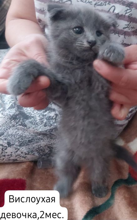 Котята бесплатно⁹