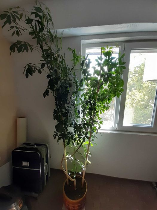 Стайно цвете Шефлера в саксия