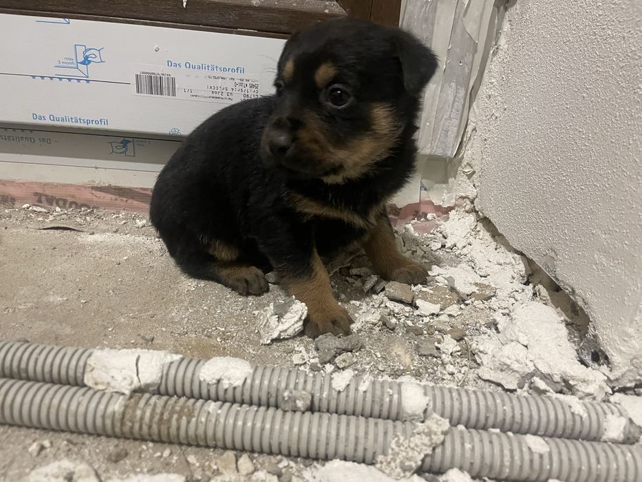 Donez  Catelusi 7 saptamani