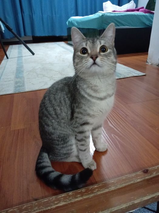 Домашняя кошечка