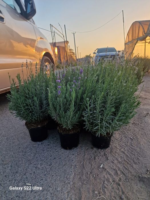 Лаванда Махровый Тимян вазелик  Размарин