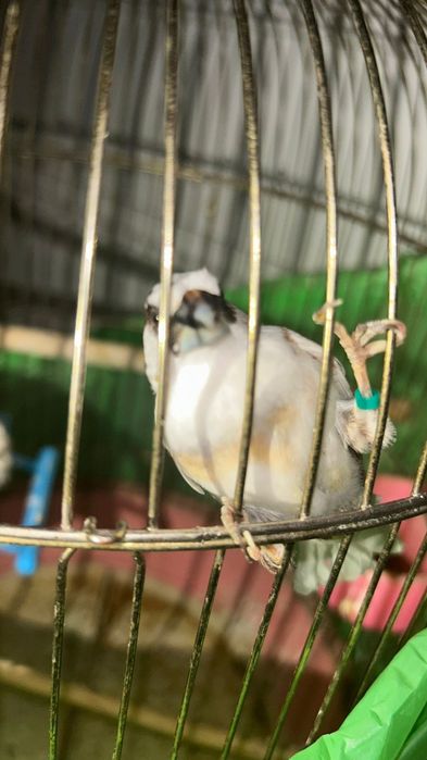 Японские Амадин.