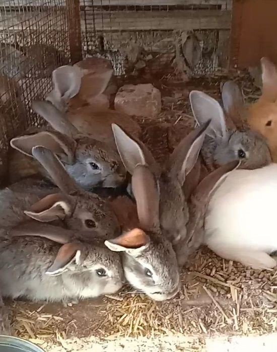 Продаются  кролики