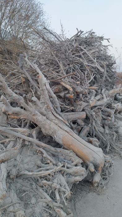 Олма у́тин кунда сотилади