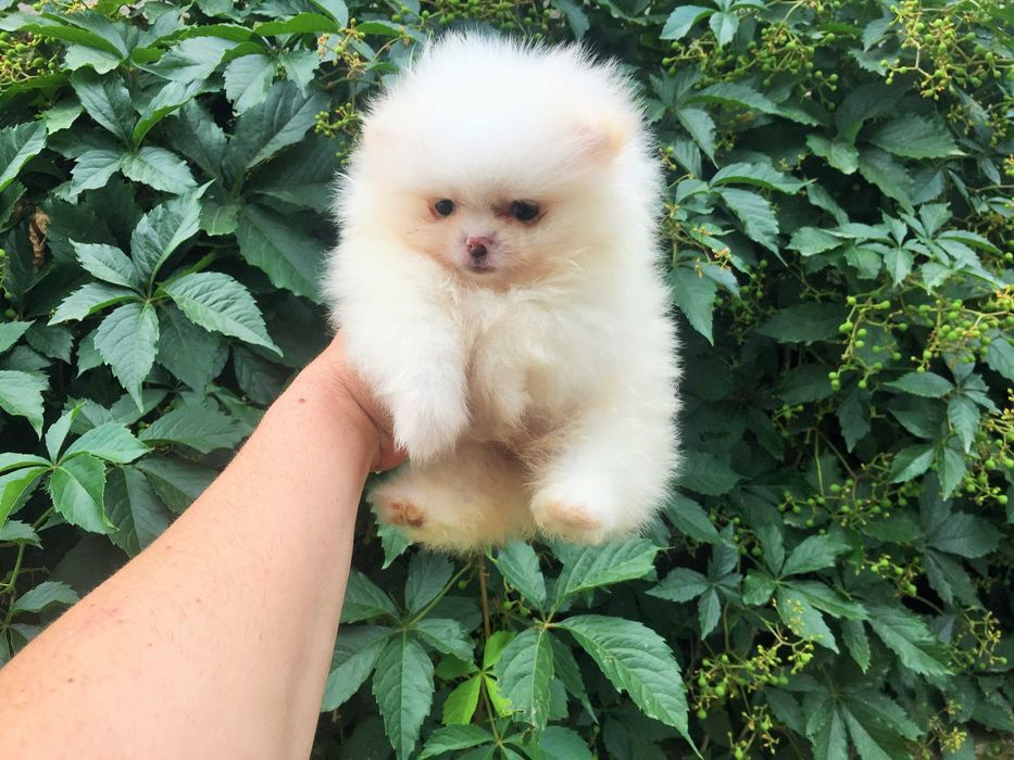 Померан мини Померанчета