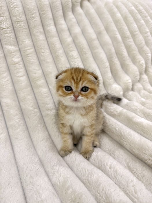 Вислоухий Котенок, британская золотая шиншилла