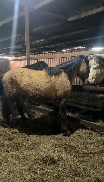 Айгыр мугалжар 4 жасар