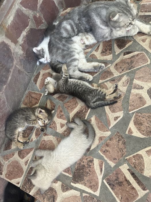 Котята породистые