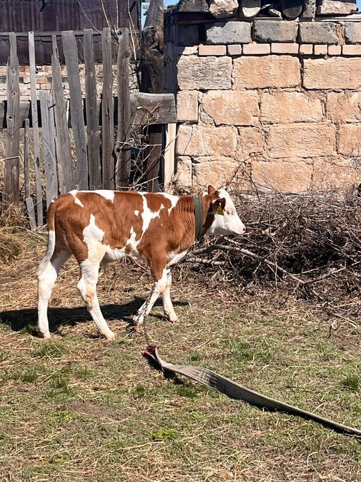 Продам коров с телятами