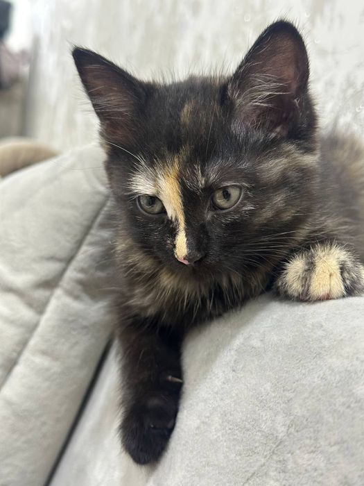 Uy Mushugi qiz bola emlangan soglom