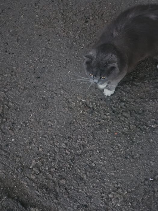 Отдам кошку в хорошие руки