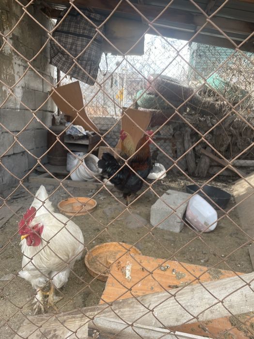 3петуха оптом 10к за всех