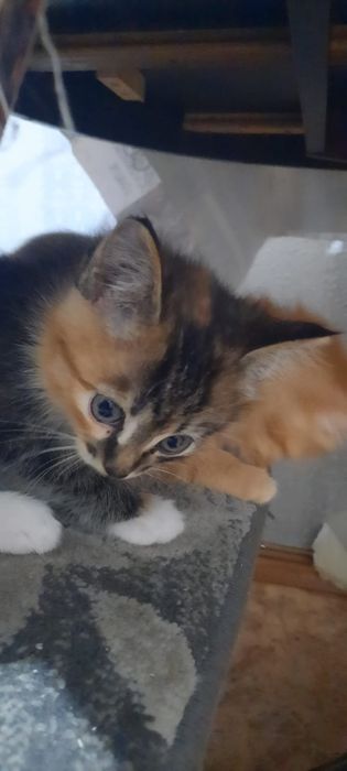 Отдам котят красивых