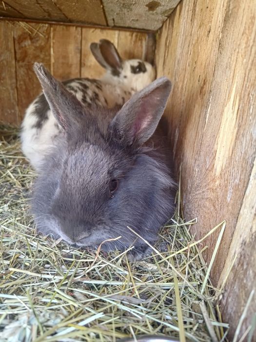 Iepurași pitici & cap de leu pui