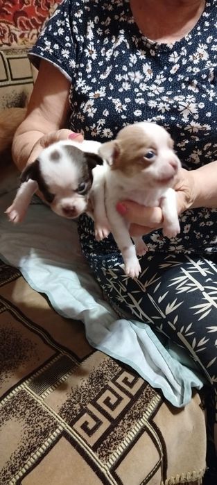 Продам щенков мини чихуахуа