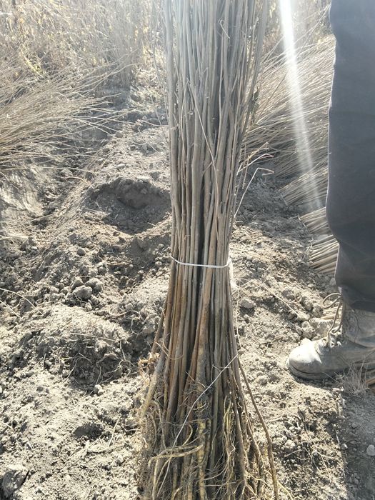 Tut kõchatlari 2 yillik