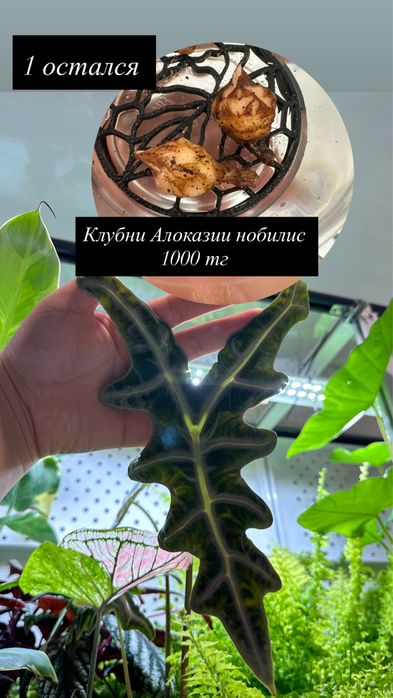 Домашние растения