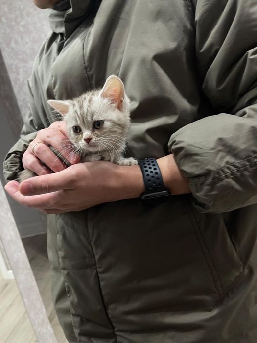 шотландского кота