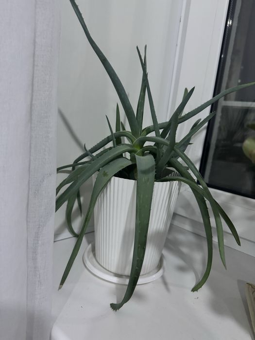 Комнатные цветы на продажу