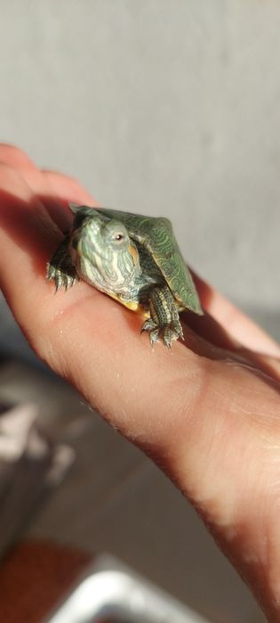 Продам  черепахи