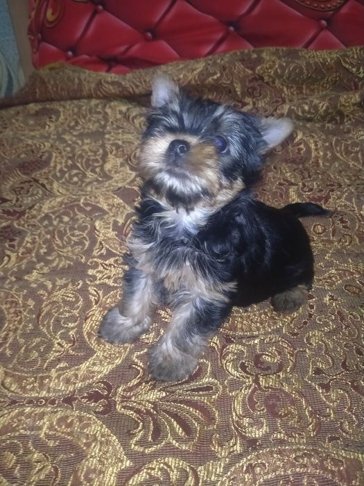 Йоркширский терьер