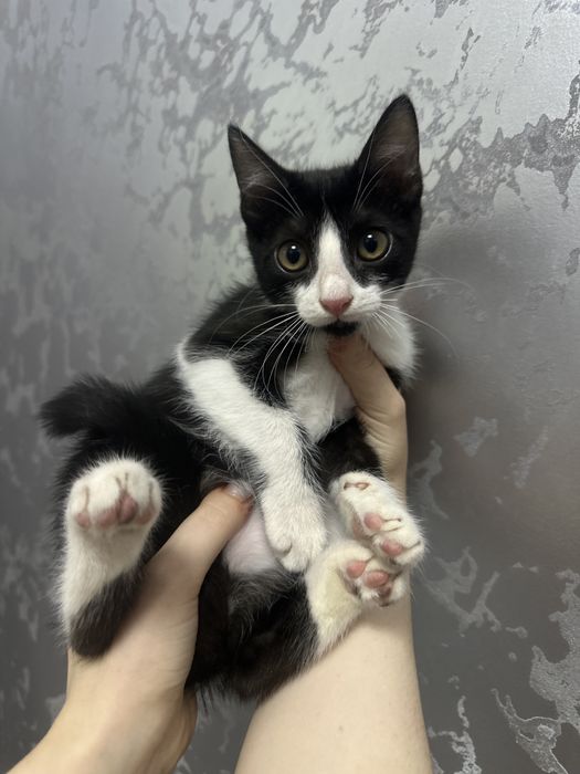Котенок мальчик в добрые руки
