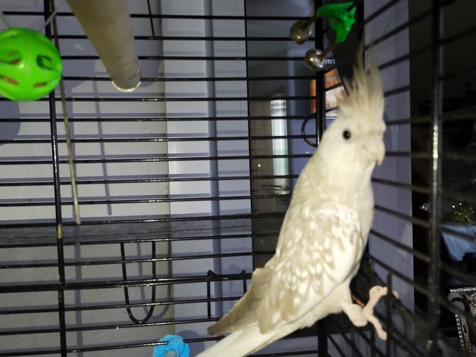 Корелла безщекая