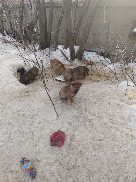 Пристраиваются щенки в добрые руки