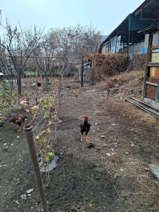 Куры породы Дакан