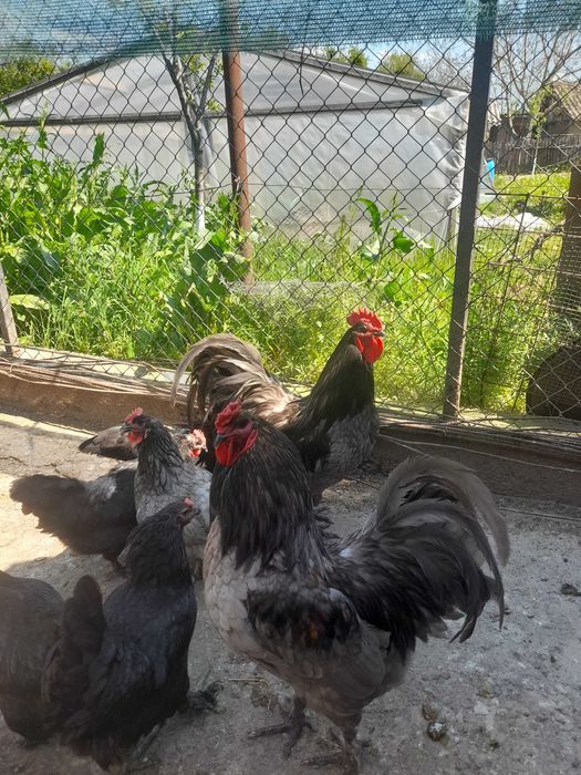 Oua gaina incubat albastre verzi