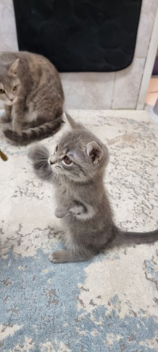 Котёнок 3 месяца