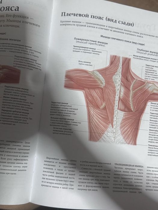 Анатомия человека книга