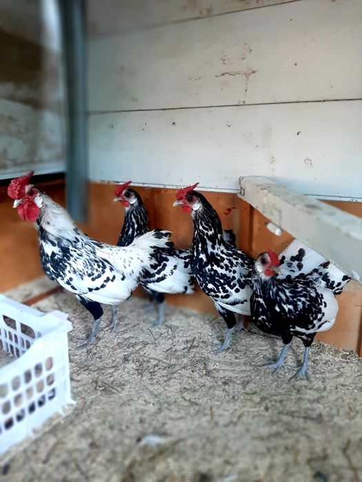 Гамбурский жумуртқа