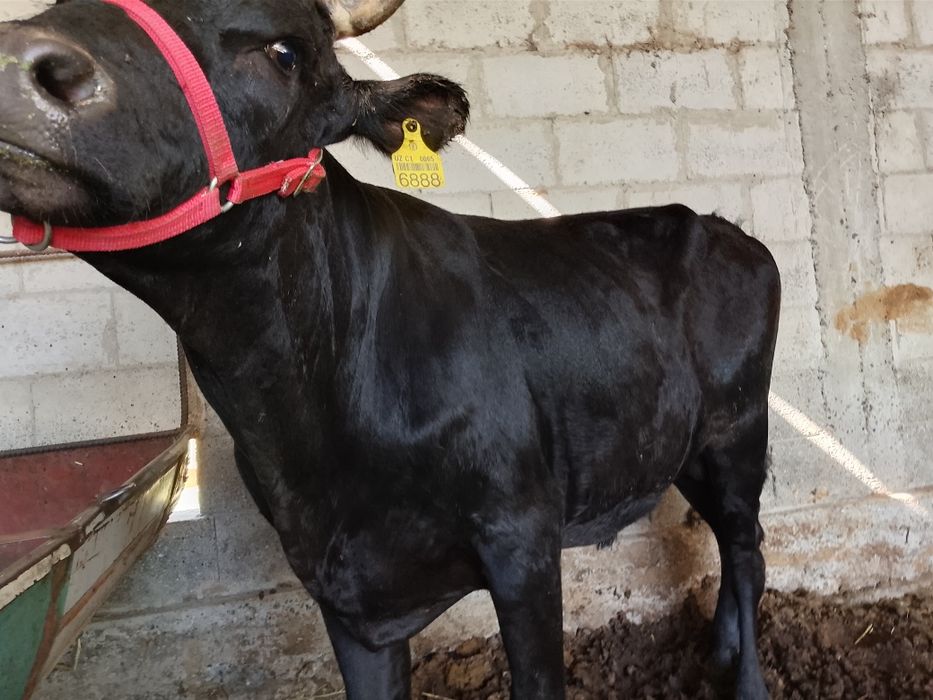Buqqa sotiladi. Yem yegan katta mol. Narxi yana kelishiladi
