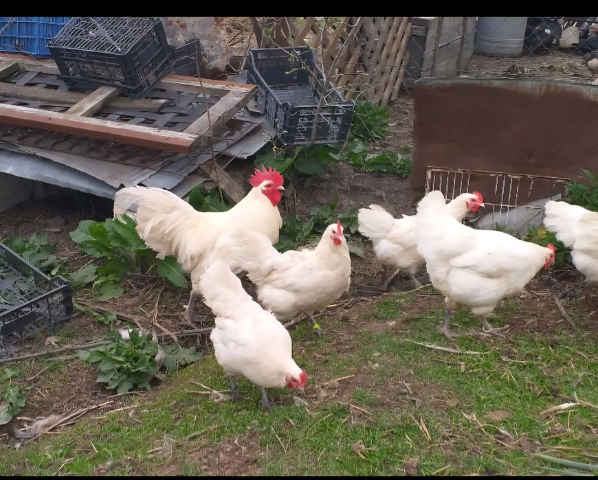 Oua incubat Australorp Alb