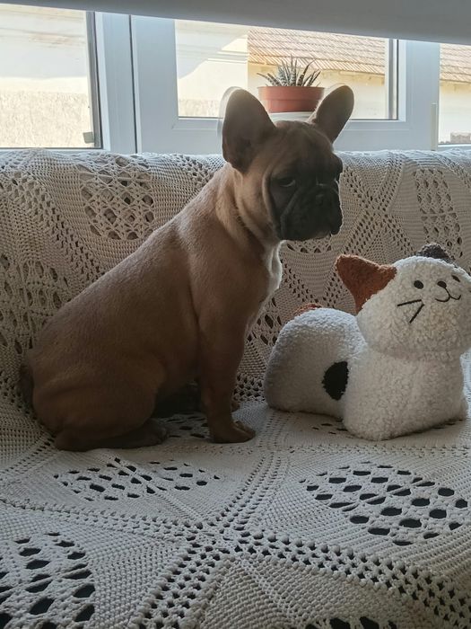 Buldog Francez – 3 luni