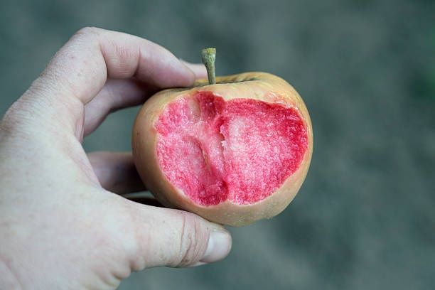 Mar pink pearl.                 .