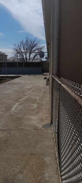 щенок сатылымда алабай