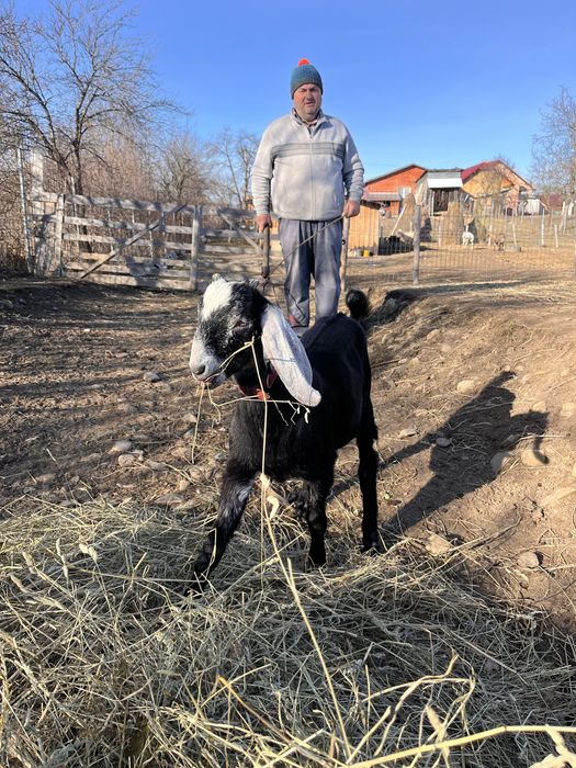 Vand iezi si ieduțe metis anglo nubian