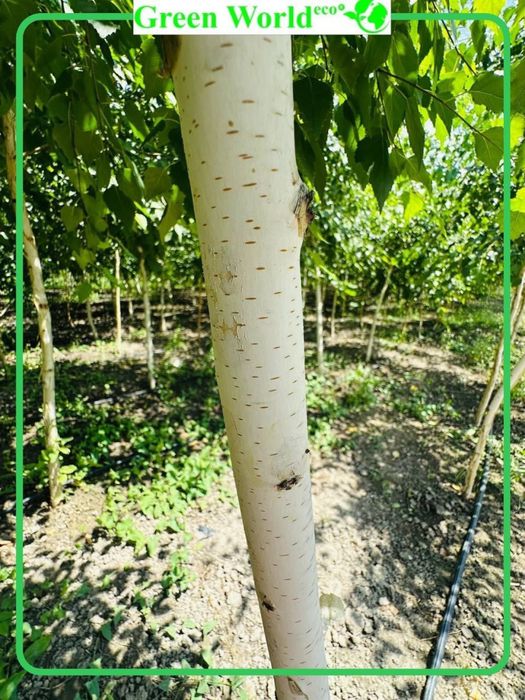 Tabiatning nafis mo’jizasi- Beryoza!