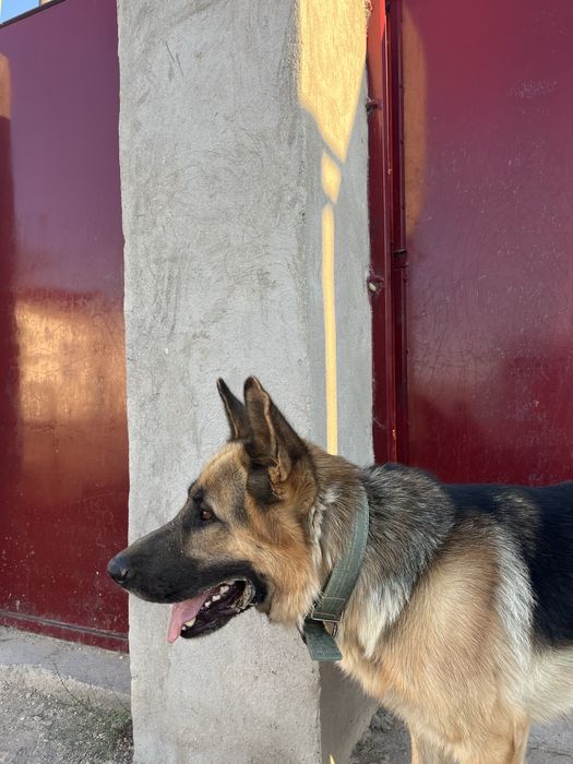 Вязка Кобель Немецкая овчарка