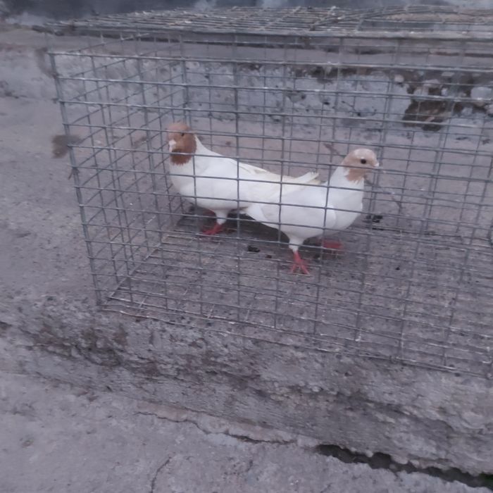 Сарыбас пара лет с игрой гатовый