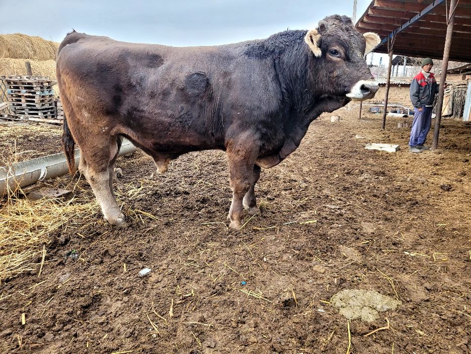 Алатау сиыр бұзауымен. Екі айлық