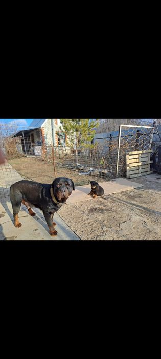 Ротввейлер.        Р